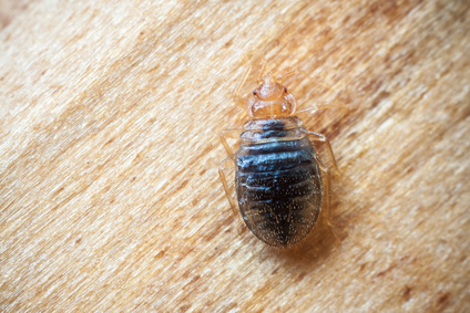 Bed Bug Control image